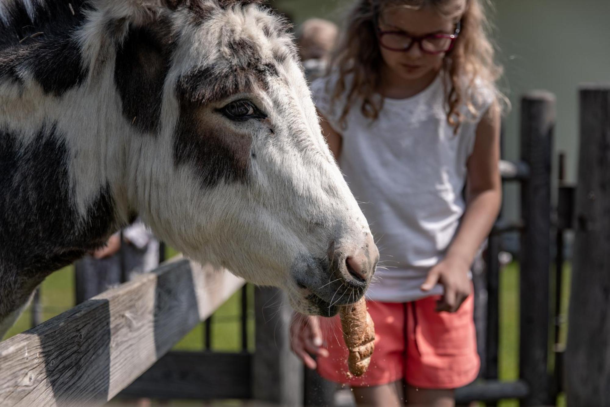 Biohof Ebengut Aparthotel Maria Alm am Steinernen Meer Luaran gambar