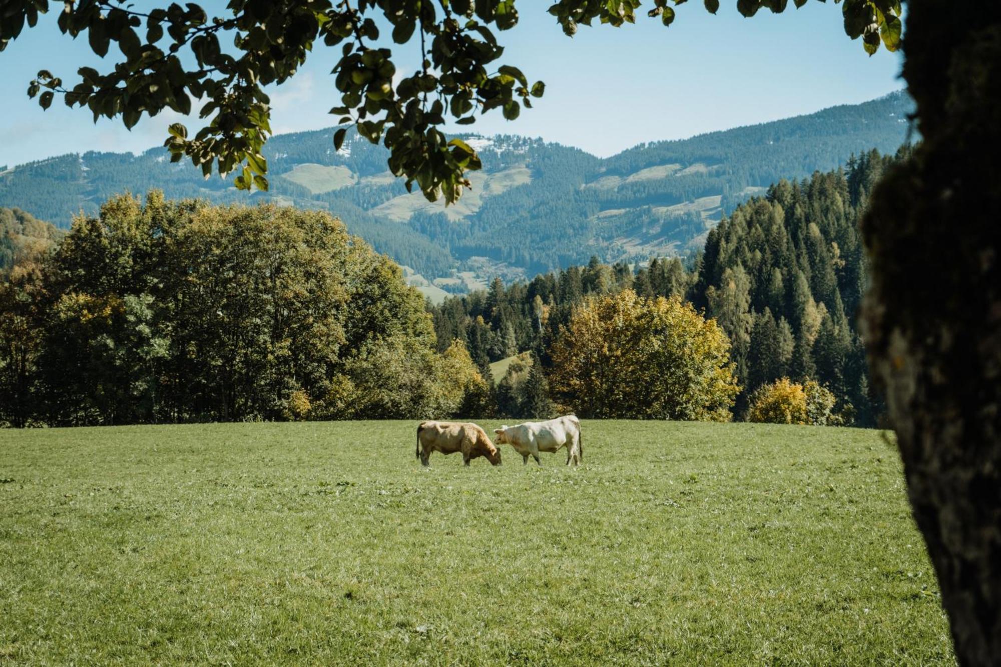 Biohof Ebengut Aparthotel Maria Alm am Steinernen Meer Luaran gambar